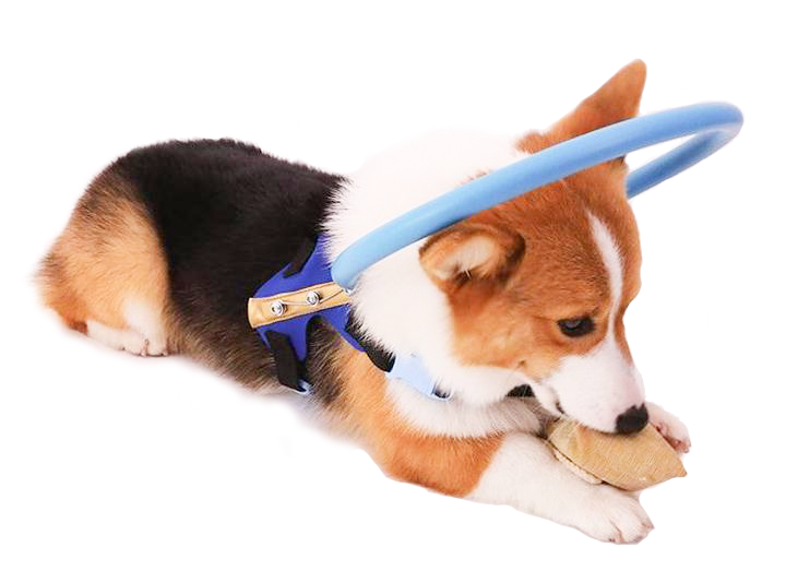 Blind Dog Bumper Collar Harness — Protective Mobility Aid 2