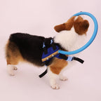 Blind Dog Bumper Collar Harness — Protective Mobility Aid 4