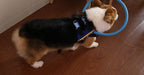 Blind Dog Bumper Collar Harness — Protective Mobility Aid 5