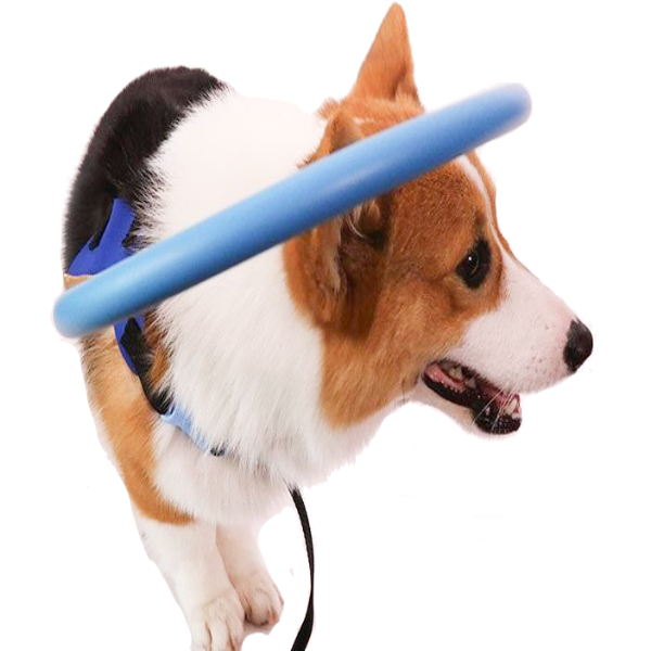 Blind Dog Bumper Collar Harness — Protective Mobility Aid 1