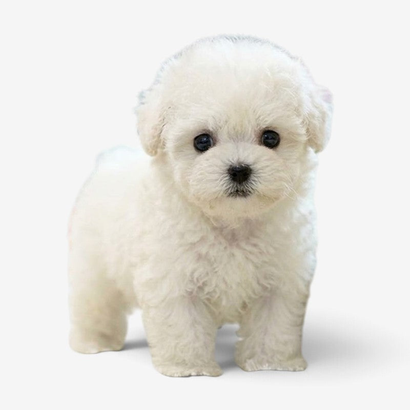 Pawvia Interactive Robot Puppy — Touch Response & Barking 2