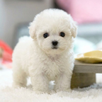 Pawvia Interactive Robot Puppy — Touch Response & Barking 3