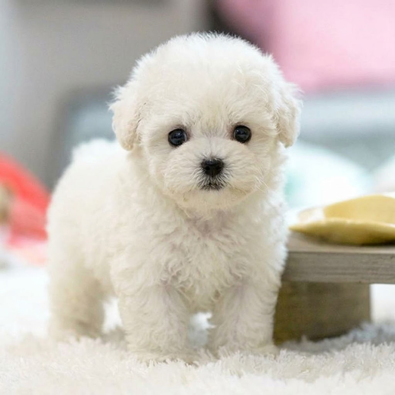 Pawvia Interactive Robot Puppy — Touch Response & Barking 3