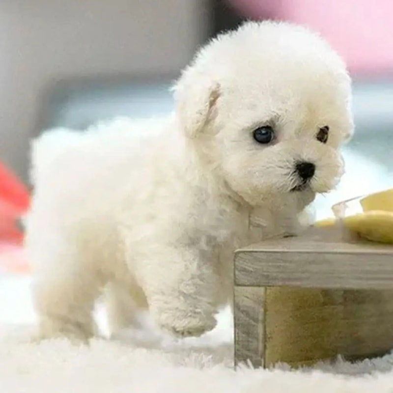 Pawvia Interactive Robot Puppy — Touch Response & Sounds 4
