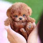 Pawvia Interactive Robot Puppy — Touch Response & Barking 5