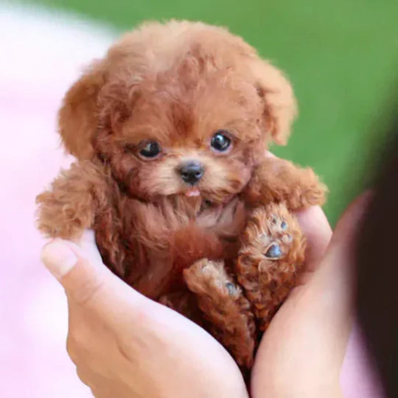 Pawvia Interactive Robot Puppy — Touch Response & Barking 5