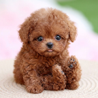 Pawvia Interactive Robot Puppy — Touch Response & Barking 6