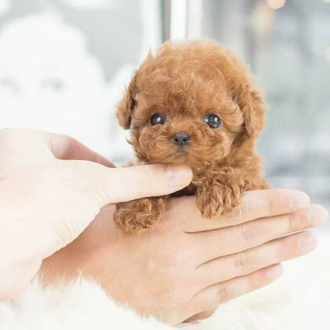 Pawvia Interactive Robot Puppy — Touch Response & Sounds 7