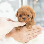 Pawvia Interactive Robot Puppy — Touch Response & Barking 7