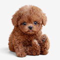 Pawvia Interactive Robot Puppy — Touch Response & Sounds 1
