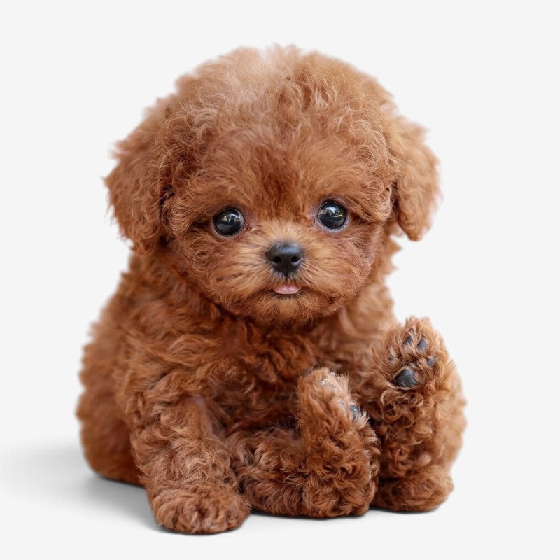 Pawvia Interactive Robot Puppy — Touch Response & Barking 1