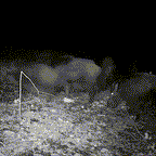 Wildlife Trail Camera — 16MP 1080p Night Vision IP66 Outdoor 4